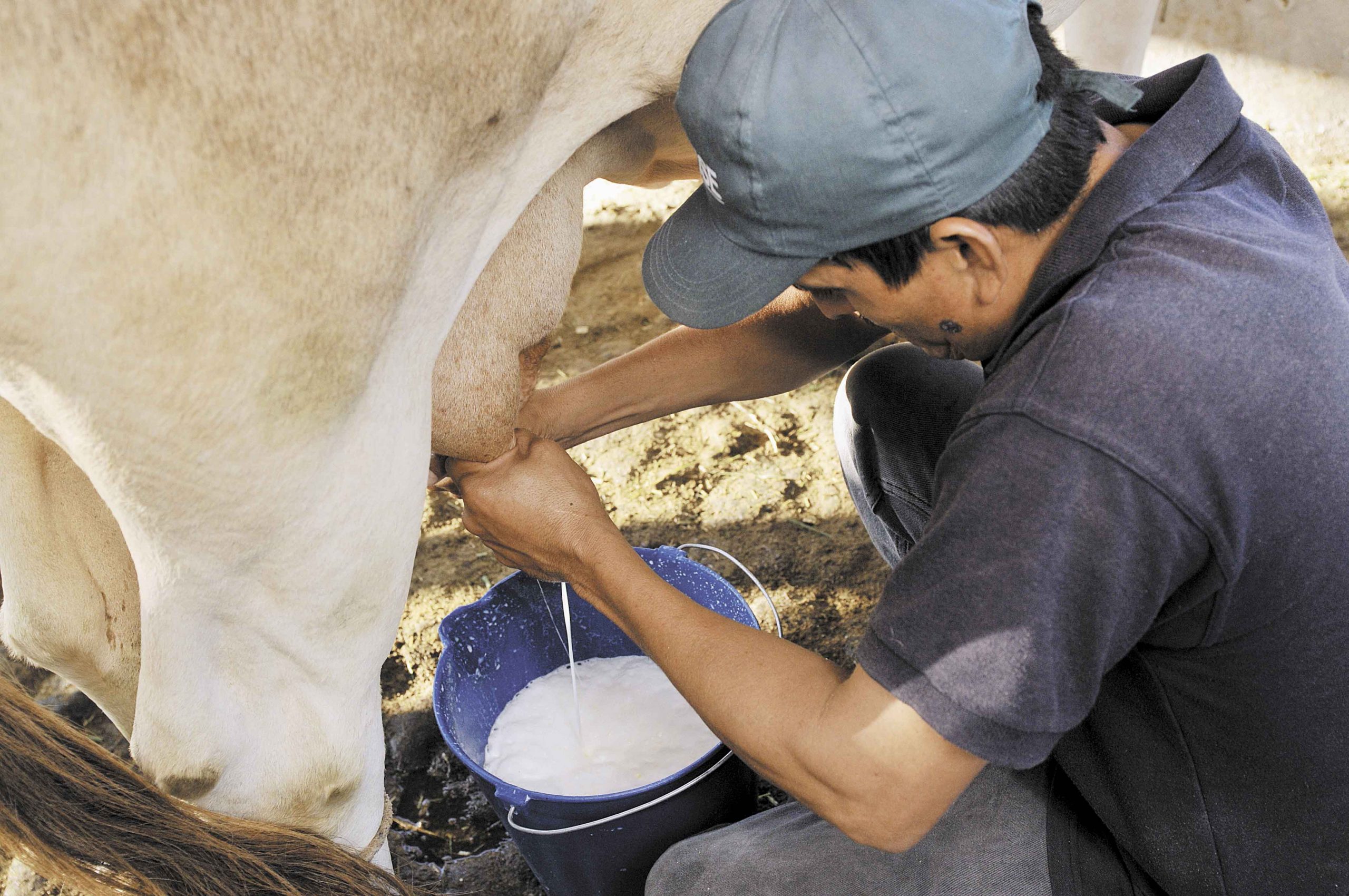 Crisis sanitaria del covid-19 y su impacto en el sector ganadero.imagen referencia de google