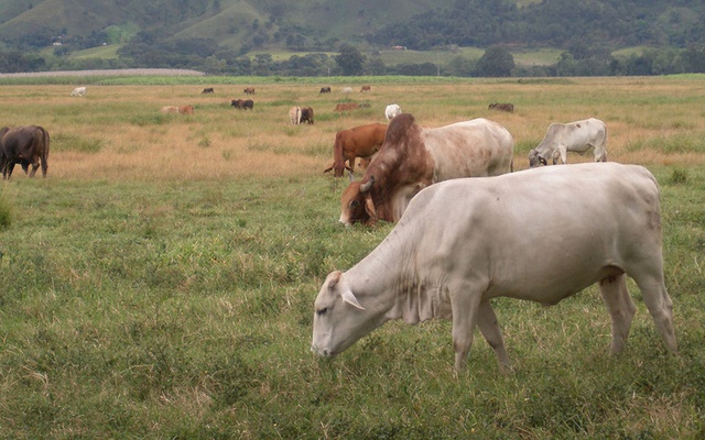 La falta de pasto obligara a los ganaderos a usar alimentos suplementarios