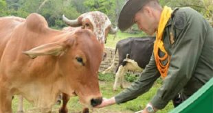 Urgen medidas para evitar el delito de abigeato