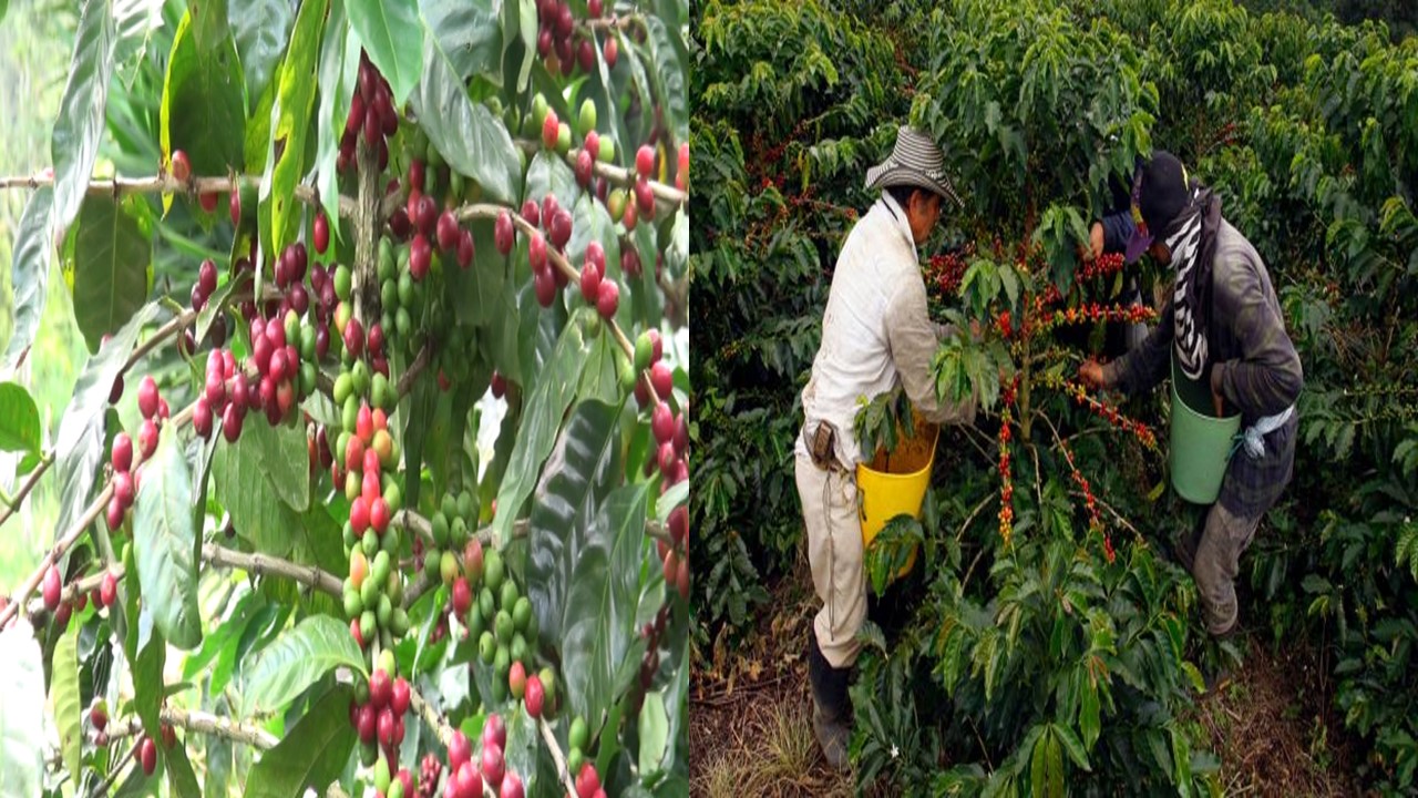 Altos costos de insumos continuarán afectando al sector cafetalero