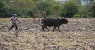 Matagalpa: La falta de lluvias amenaza las cosechas de primera