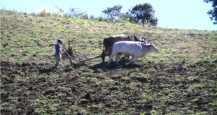 ¿Venecia el sistema económico de Nicaragua a los pequeños productores?