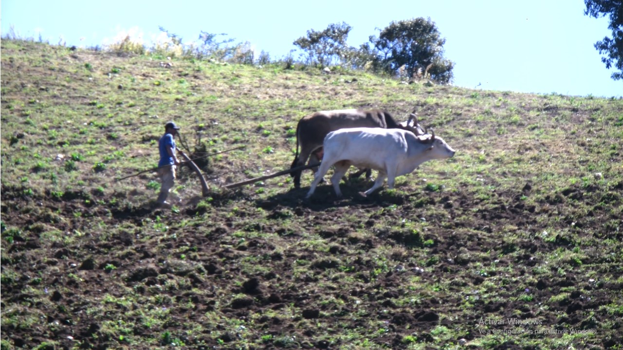 ¿Venecia el sistema económico de Nicaragua a los pequeños productores?