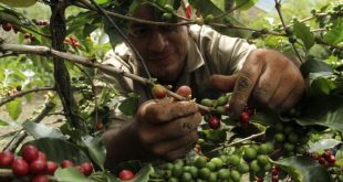 Sube el precio del café por heladas en Brasil