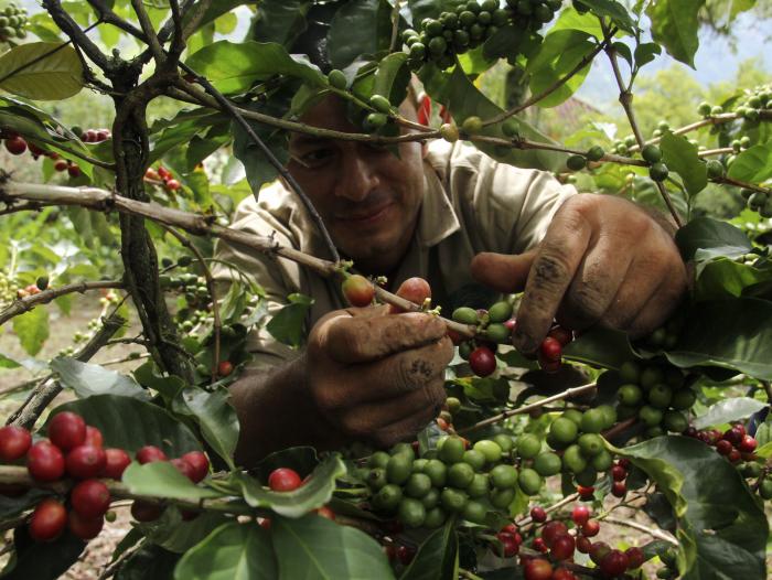 Sube el precio del café por heladas en Brasil