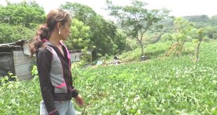 Matagalpa: Mujer matagalpina emprende cultivando la tierra