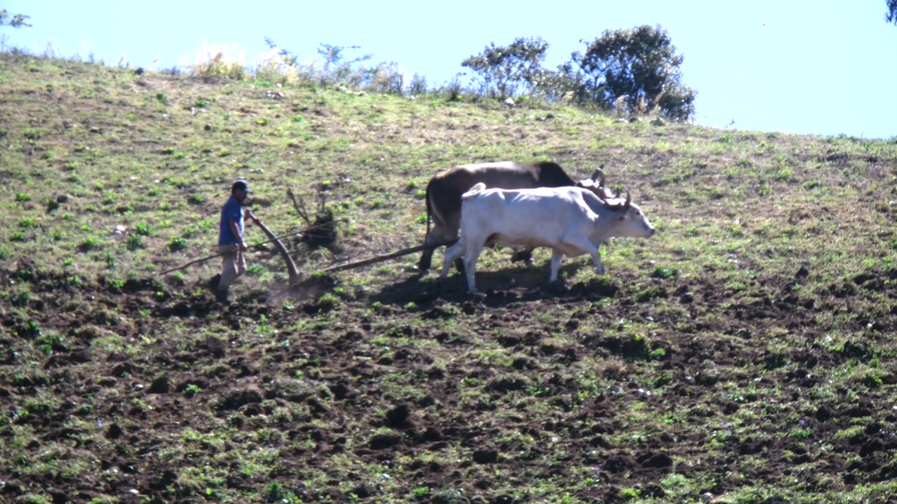        Falta de lluvias para la siembra de primera, afecta a productores 