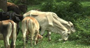 Canicarne espera un crecimiento de un 5% en las exportaciones de carne bovina en el 2021