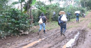 Presidente de ASOCAFEMAT manifiesta que cuentan con mano de obra