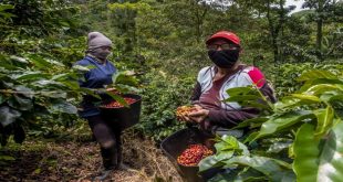 Sector Cafetalero lanza campaña para el ciclo 2021- 2022 para prevenir el Covid-19