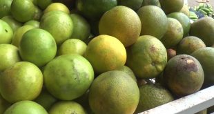 Algunas frutas para celebrar la purísima presentas escases