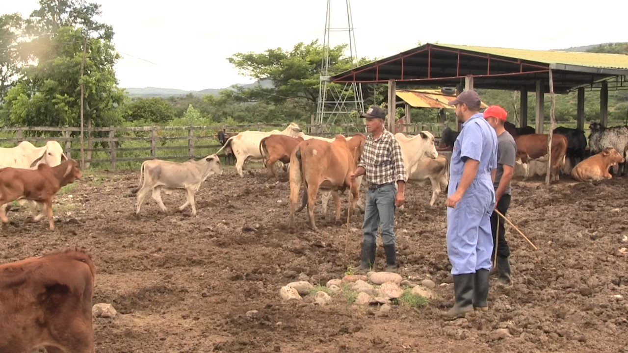 Sector ganadero resiente la falta de mano de obra