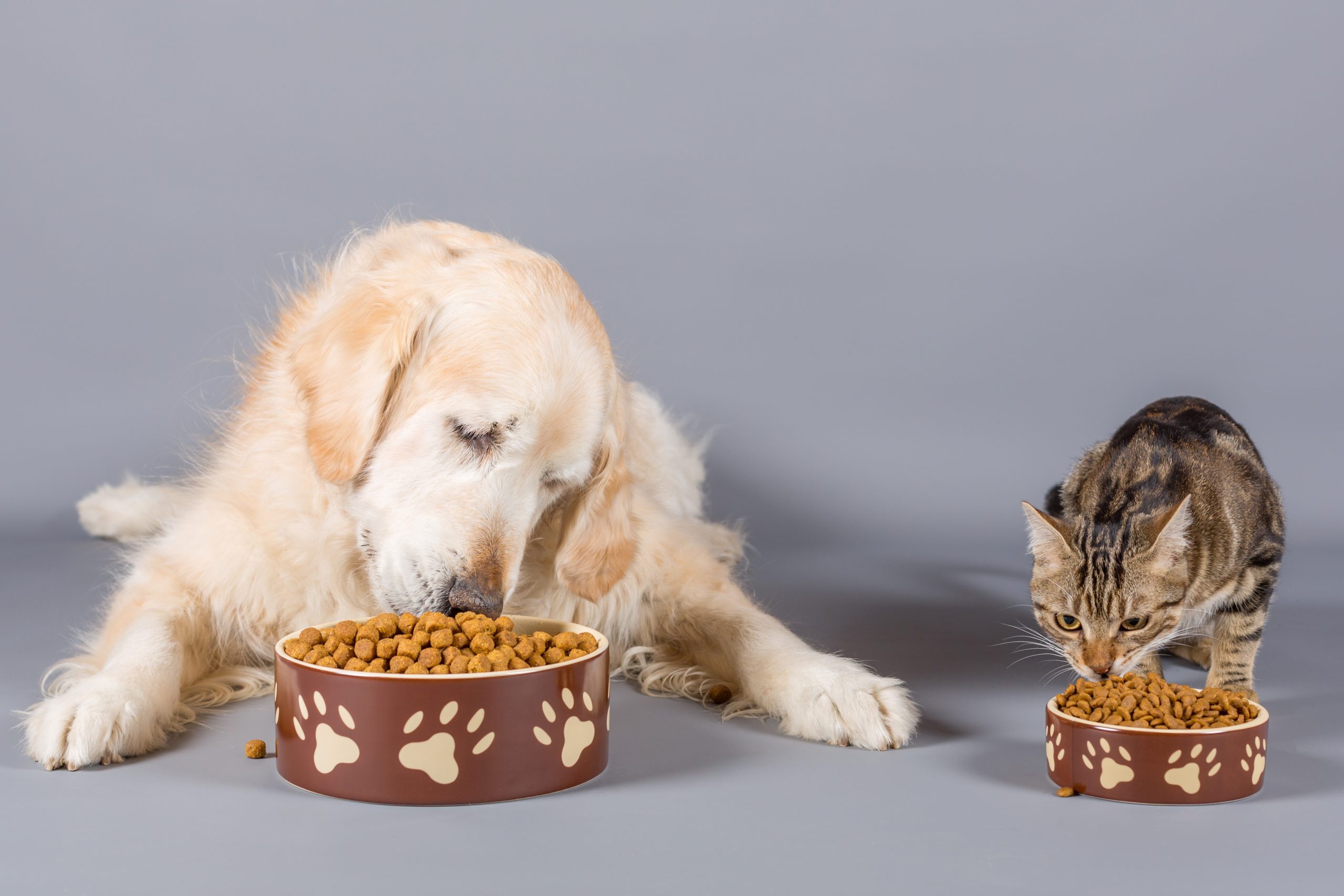 Una correcta alimentación puede aportar a mejorar la calidad de vida de nuestras mascotas