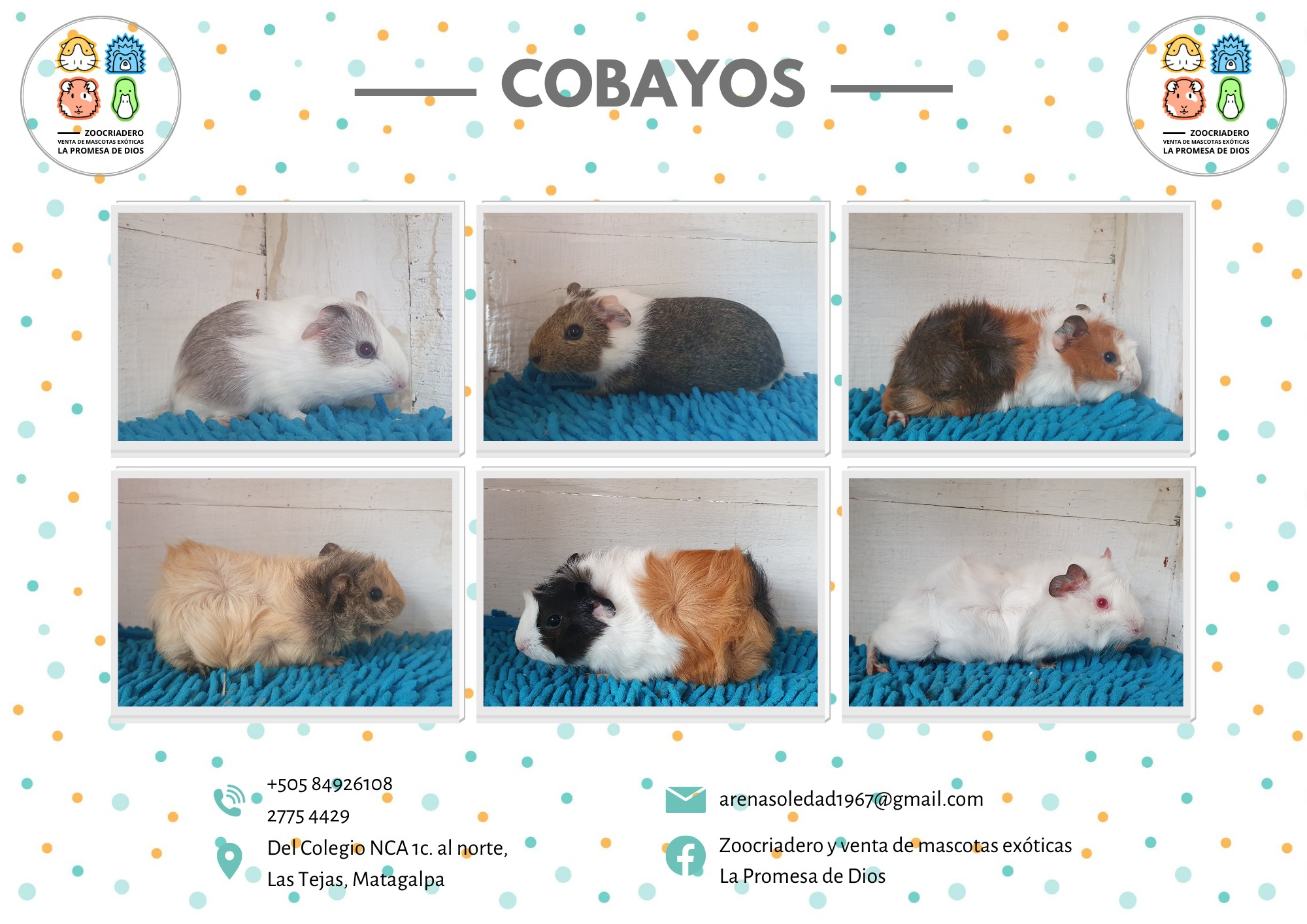 Cobayos