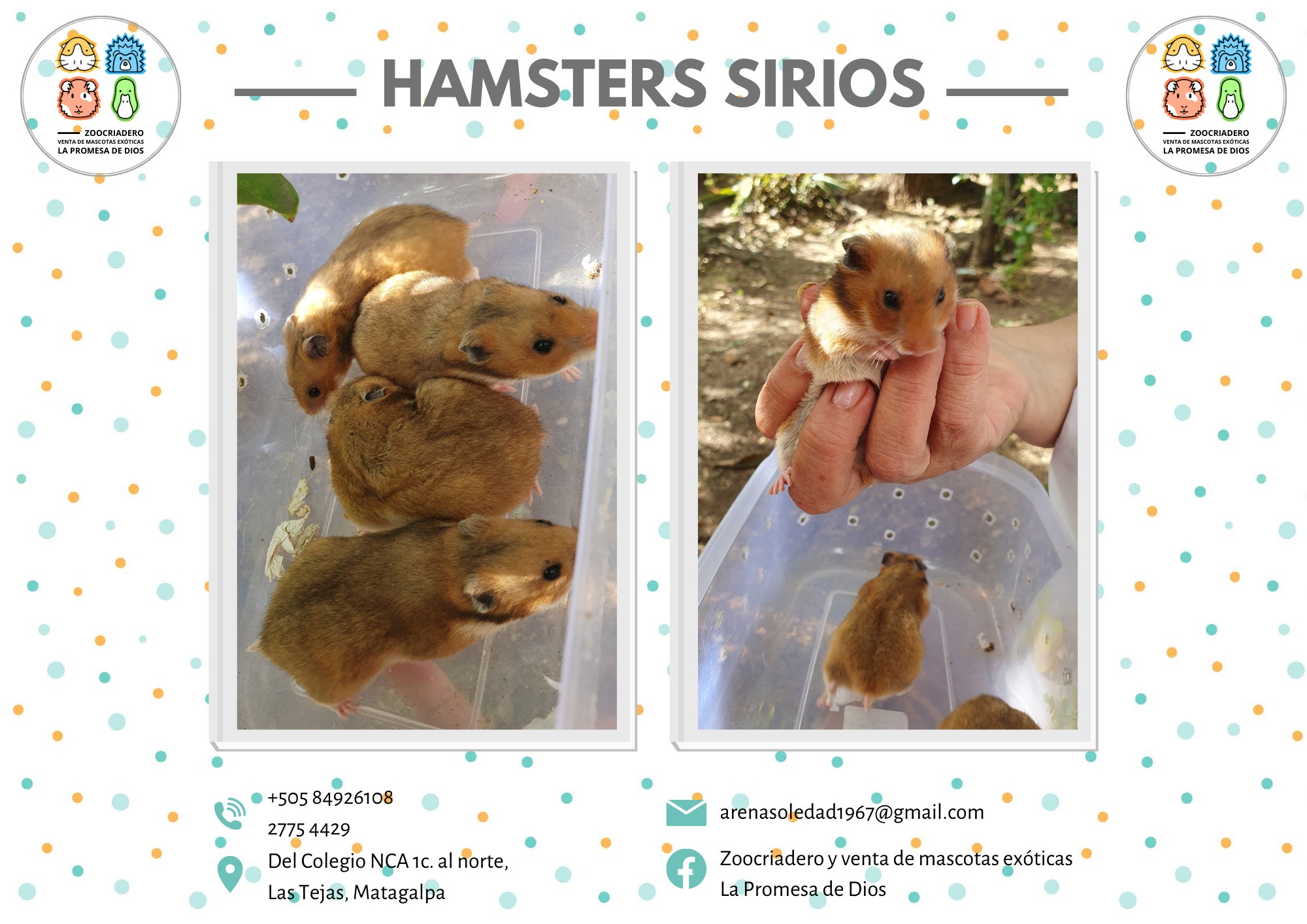 Hamsters