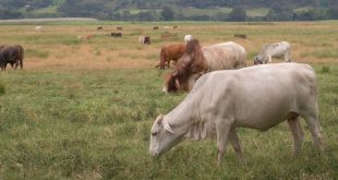 La falta de pasto obligara a los ganaderos a usar alimentos suplementarios