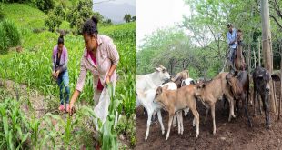 Jinotega: Productores y ganaderos afectados por la inseguridad