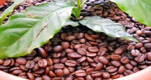 Reduce exportación de café en Nicaragua