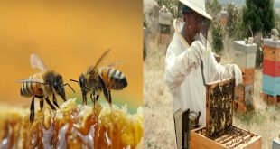 La apicultura un medio de subsistencia durante cuatro décadas refiere matagalpino