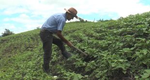 Matagalpa: agricultores con buenas expectativas de cara a la siembra de primera