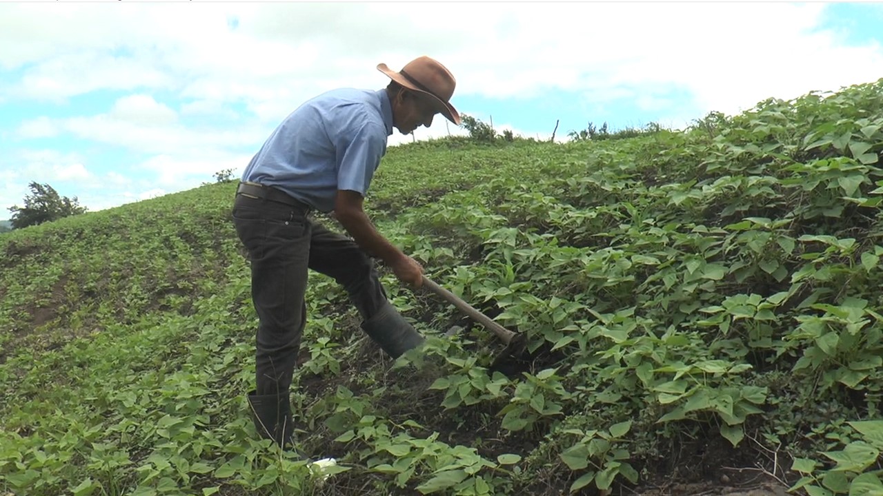 Matagalpa: agricultores con buenas expectativas de cara a la siembra de primera 