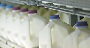 Bajo precio de la leche afecta a pequeños productores del norte del país