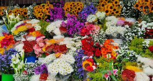 Vendedores de flores en Jinotega con buenas expectativas para noviembre