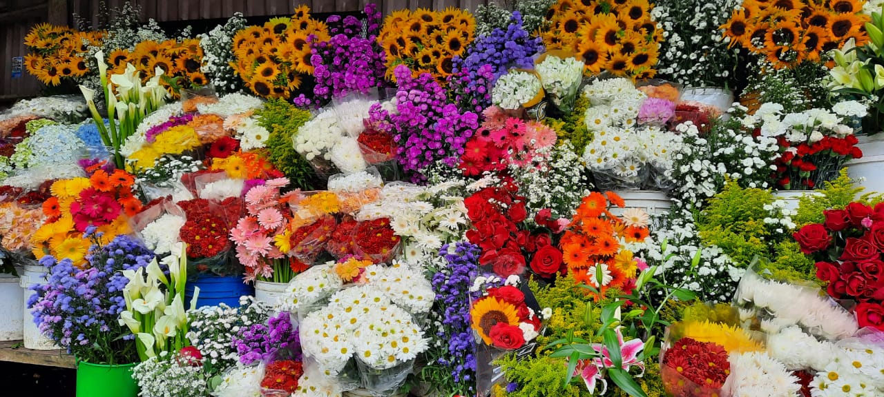 Vendedores de flores en Jinotega con buenas expectativas para noviembre