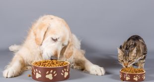 Una correcta alimentación puede aportar a mejorar la calidad de vida de nuestras mascotas