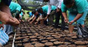 Empresa Cóndor Gold y lideres comunitarios realizan siembra y reproducción de plantas forestales